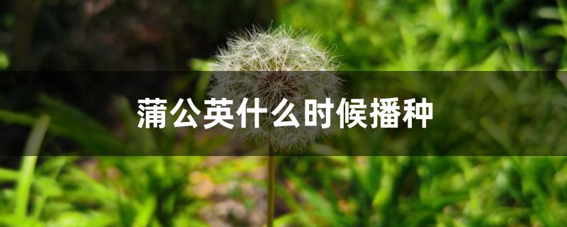 蒲公英什么时候播种 蒲公英什么时候播种