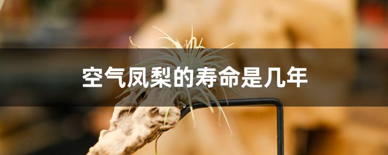 空气凤梨的寿命是几年 空气凤梨的寿命是几年