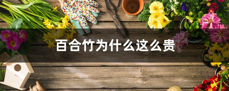 百合竹为什么这么贵 百合竹为什么这么贵