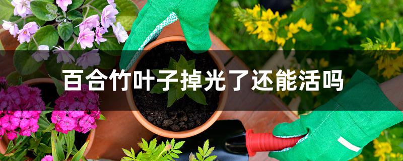 百合竹叶子掉光了还能活吗 百合竹叶子掉光了还能活吗