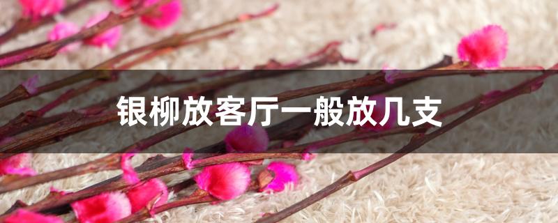 银柳放客厅一般放几支
