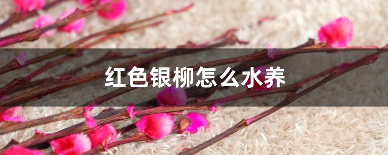 红色银柳怎么水养 红色银柳怎么水养