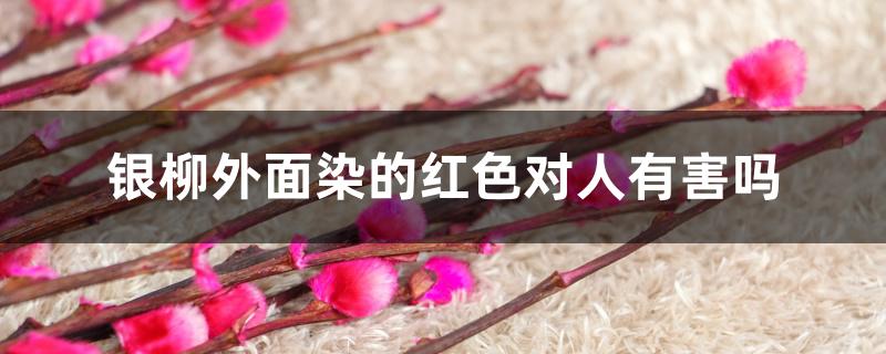 银柳外面染的红色对人有害吗 银柳外面染的红色对人有害吗