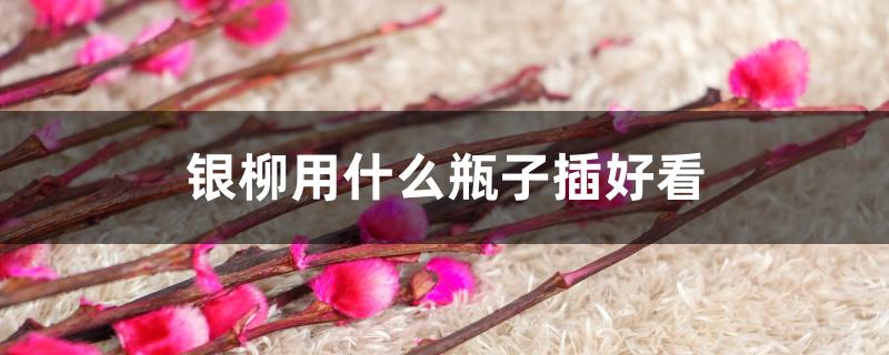 银柳用什么瓶子插好看 银柳用什么瓶子插好看