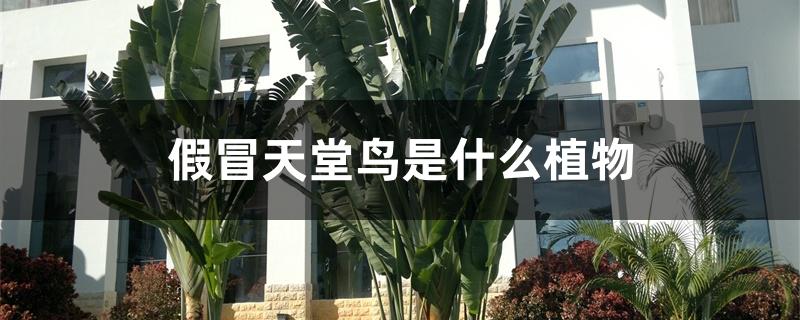 假冒天堂鸟是什么植物