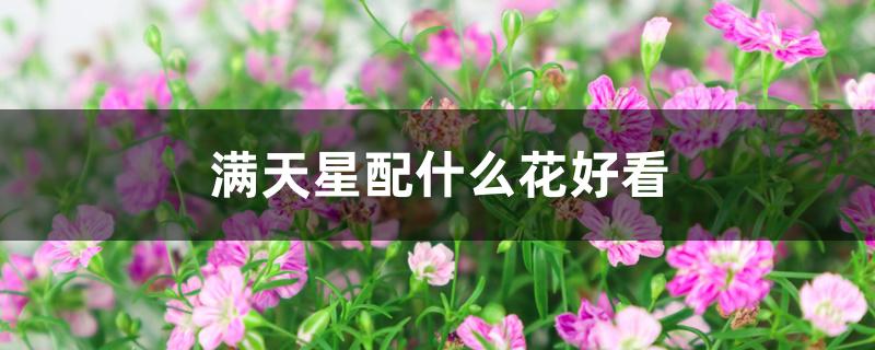 满天星配什么花好看 满天星配什么花好看