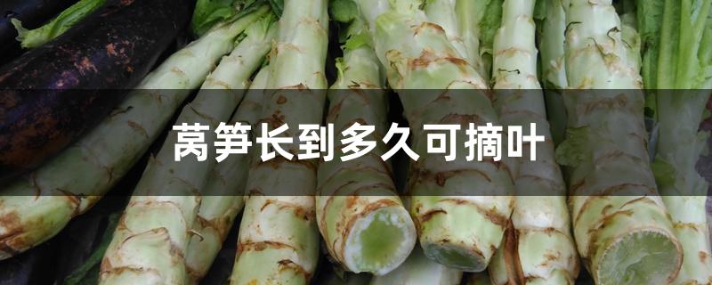 莴笋长到多久可摘叶 莴笋长到多久可摘叶