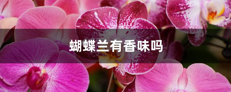 蝴蝶兰有香味吗 蝴蝶兰有香味吗