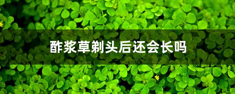 酢浆草剃头后还会长吗 酢浆草剃头后还会长吗