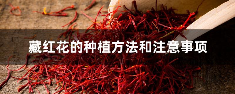 藏红花的种植方法和注意事项 藏红花的种植方法和注意事项