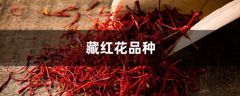藏红花品种 藏红花品种