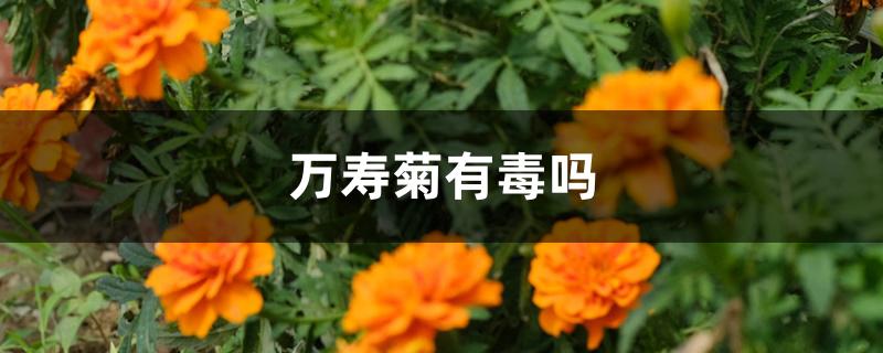 万寿菊有毒吗 万寿菊有毒吗
