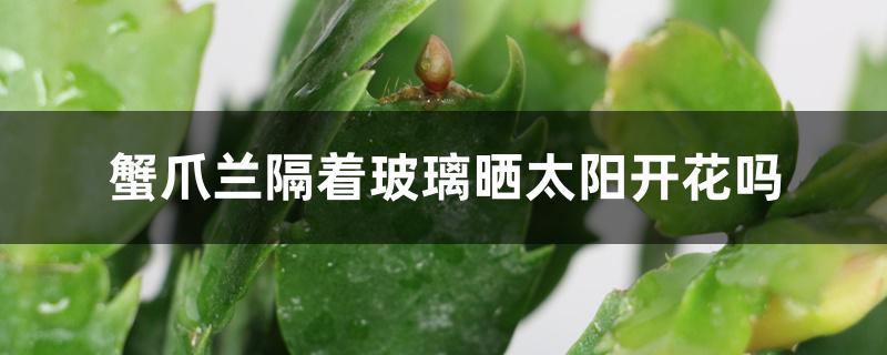 蟹爪兰隔着玻璃晒太阳开花吗 蟹爪兰隔着玻璃晒太阳开花吗
