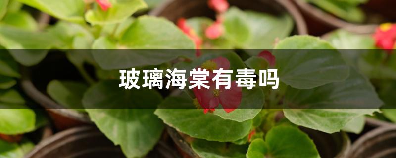 玻璃海棠有毒吗 玻璃海棠有毒吗