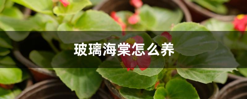 玻璃海棠怎么养 玻璃海棠怎么养