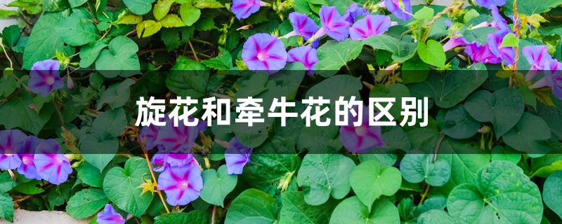 旋花和牵牛花的区别 旋花和牵牛花的区别