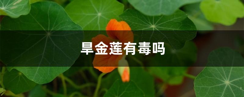 旱金莲有毒吗 旱金莲有毒吗