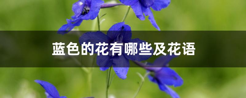 蓝色的花有哪些及花语 蓝色的花有哪些及花语