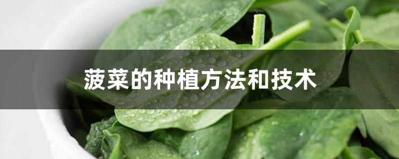 菠菜的种植方法和技术 菠菜的种植方法和技术