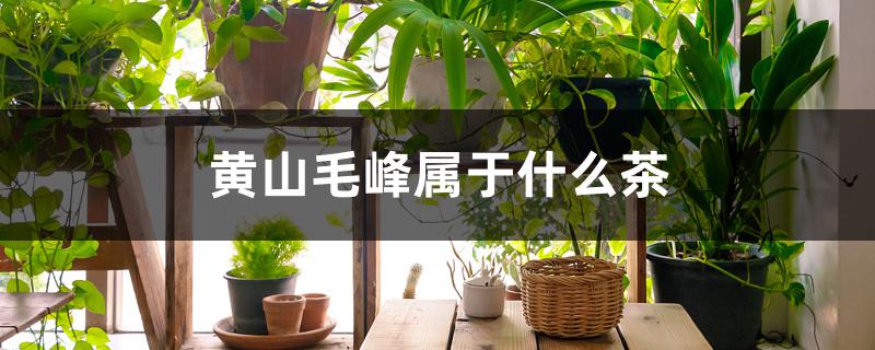 黄山毛峰属于什么茶 黄山毛峰属于什么茶