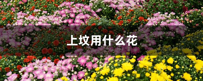 上坟用什么花 上坟用什么花