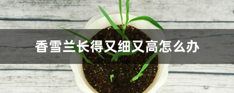 香雪兰长得又细又高怎么办 香雪兰长得又细又高怎么办