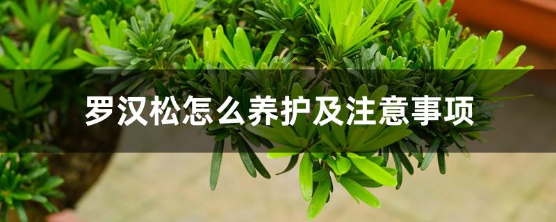 罗汉松怎么养护及注意事项 罗汉松怎么养护及注意事项