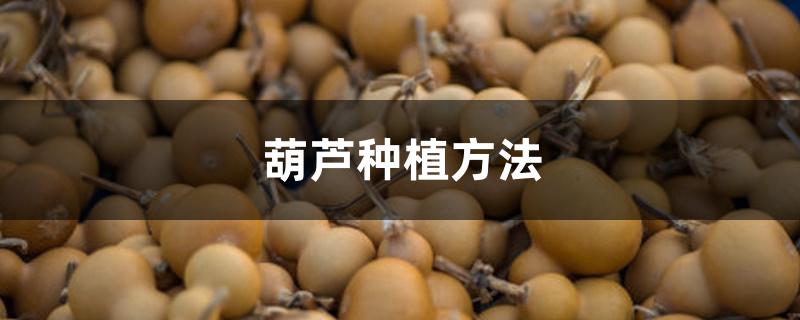 葫芦种植方法 葫芦种植方法
