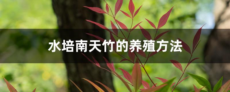 水培南天竹的养殖方法 水培南天竹的养殖方法