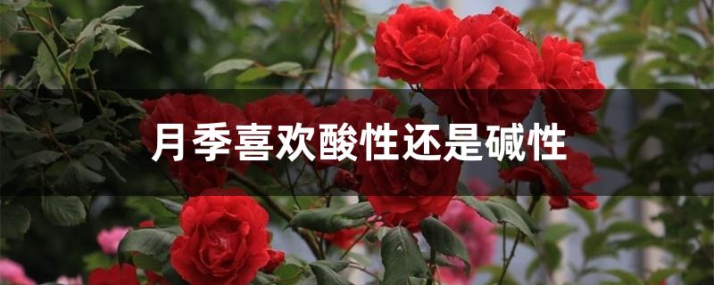 月季喜欢酸性还是碱性 月季喜欢酸性还是碱性