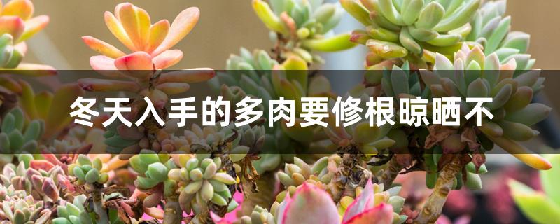 冬天入手的多肉要修根晾晒不 冬天入手的多肉要修根晾晒不