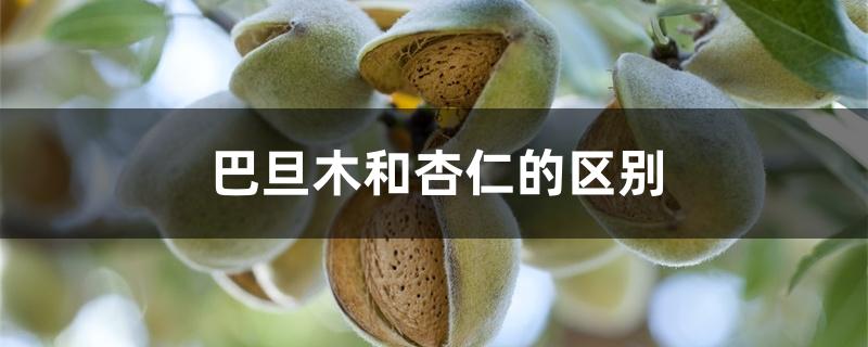 巴旦木和杏仁的区别 巴旦木和杏仁的区别