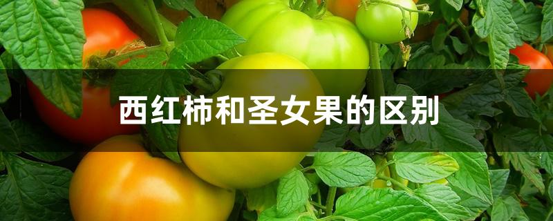 西红柿和圣女果的区别 西红柿和圣女果的区别