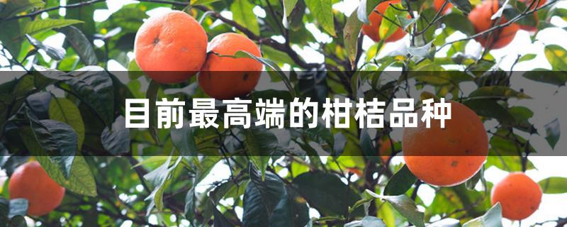 目前最高端的柑桔品种 目前最高端的柑桔品种