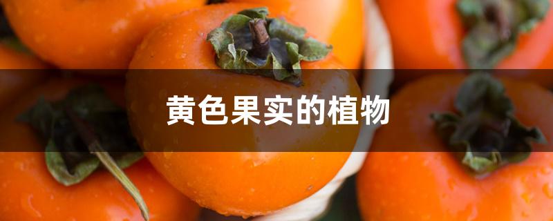 黄色果实的植物 黄色果实的植物