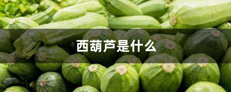 西葫芦是什么 西葫芦是什么
