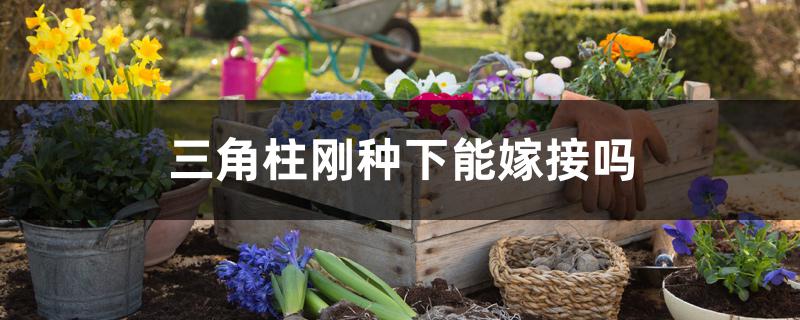 三角柱刚种下能嫁接吗 三角柱刚种下能嫁接吗