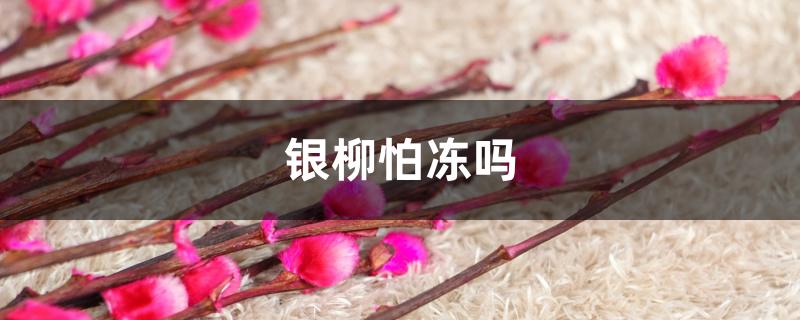 银柳怕冻吗 银柳怕冻吗