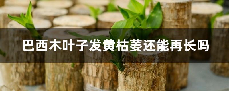 巴西木叶子发黄枯萎还能再长吗 巴西木叶子发黄枯萎还能再长吗