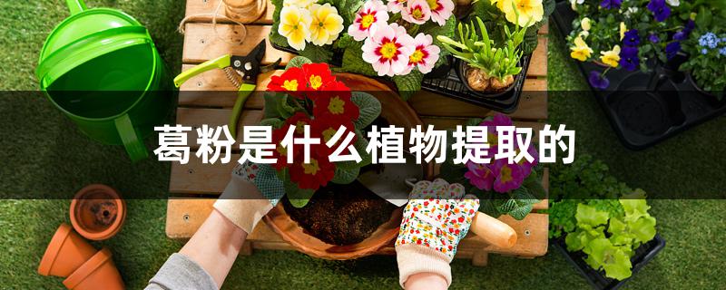 葛粉是什么植物提取的 葛粉是什么植物提取的