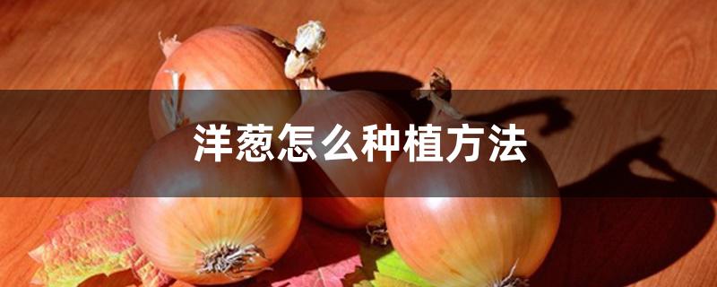 洋葱怎么种植方法 洋葱怎么种植方法