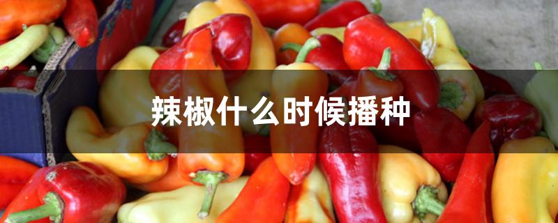 辣椒什么时候播种 辣椒什么时候播种