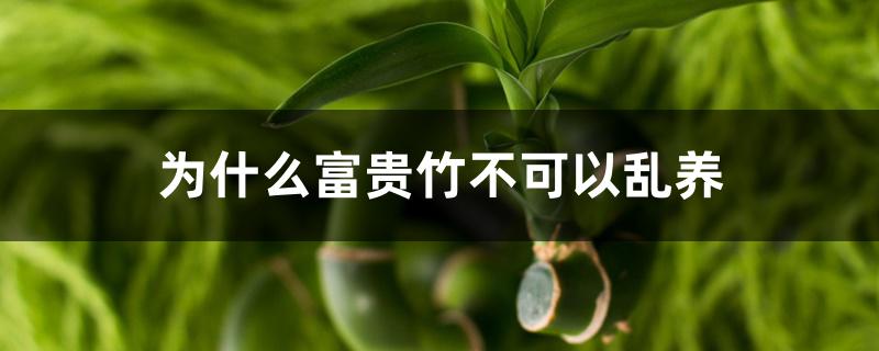 为什么富贵竹不可以乱养 为什么富贵竹不可以乱养