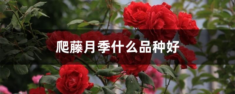爬藤月季什么品种好 爬藤月季什么品种好