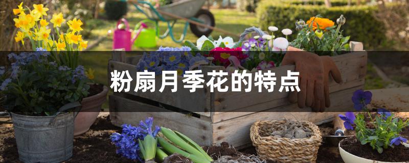 粉扇月季花的特点 粉扇月季花的特点