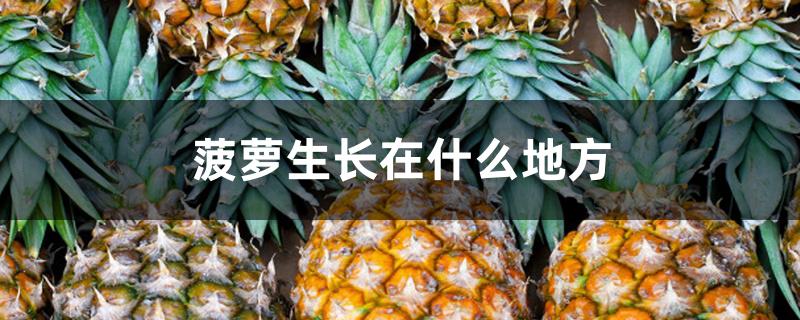 菠萝生长在什么地方 菠萝生长在什么地方