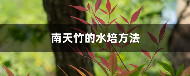 南天竹的水培方法