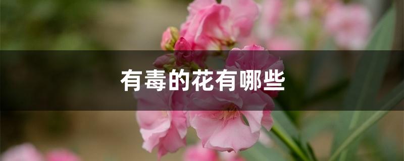 有毒的花有哪些 有毒的花有哪些