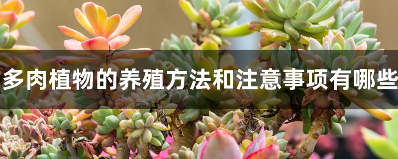 多肉植物的养殖方法和注意事项有哪些 多肉植物的养殖方法和注意事项有哪些