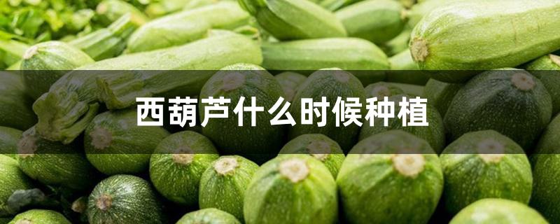 西葫芦什么时候种植 西葫芦什么时候种植